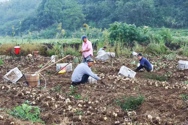 岑巩农信联社：金融&ldquo;活水&rdquo;润百合 情系农户促增收