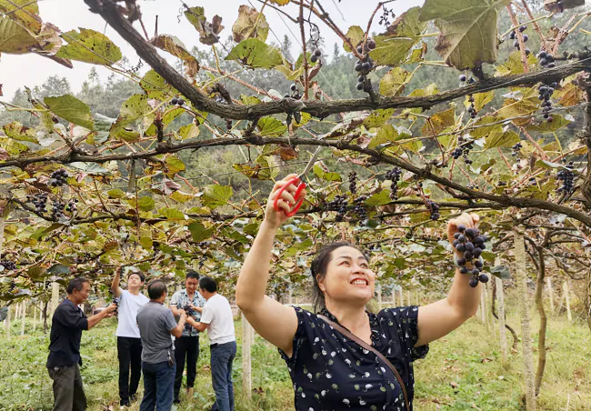 图为:种植户采摘葡萄.png