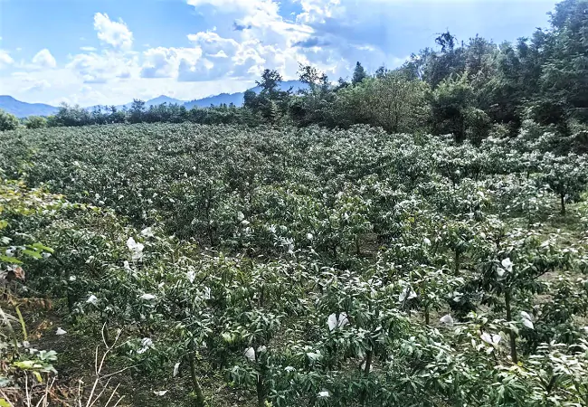 图为:剑河县观么镇的冬桃种植基地.png