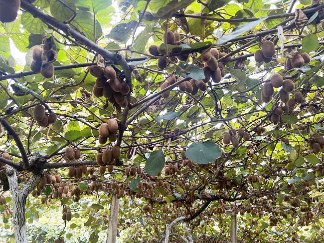 镇远农商银行：活水润猕结满仓   金融赋能富一方