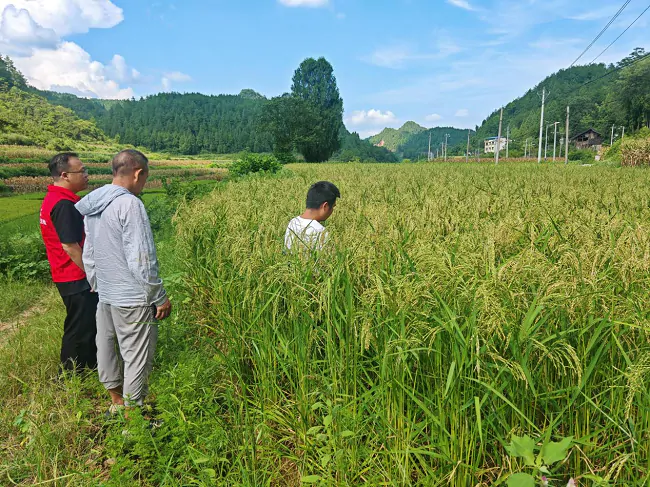 人保财险黔东南分公司： 农险赋能秋收保障 彰显保险为民初心