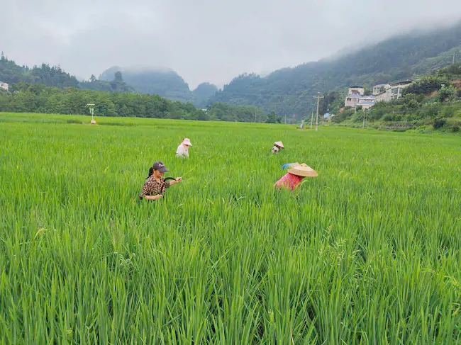 金融&ldquo;活水&rdquo;润沃野  水稻制种庆丰收