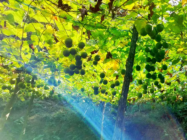 从江农商银行：金融&ldquo;活水&rdquo; 浇灌罗汉果产业发展壮大