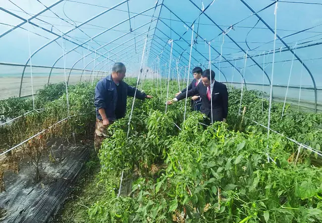 锦屏农信联社：金融护航致富路 设施农业绿意浓