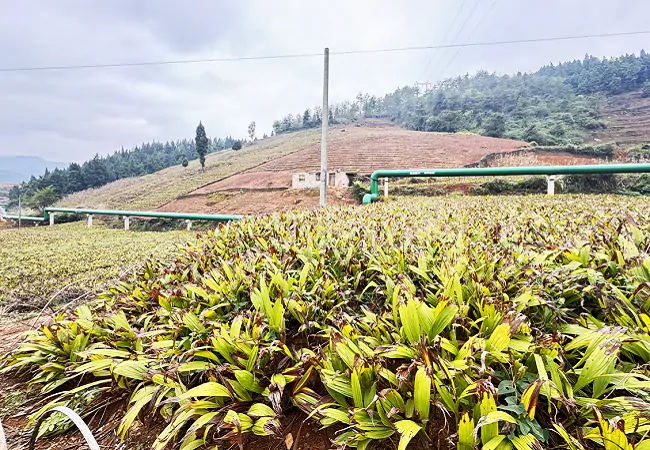 金融&ldquo;活水&rdquo;润药田  关口白芨生&ldquo;金&rdquo;香