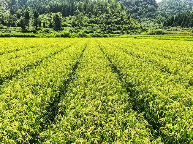 农行黔东南分行倾力赋能地方&ldquo;三农&rdquo;高质量发展