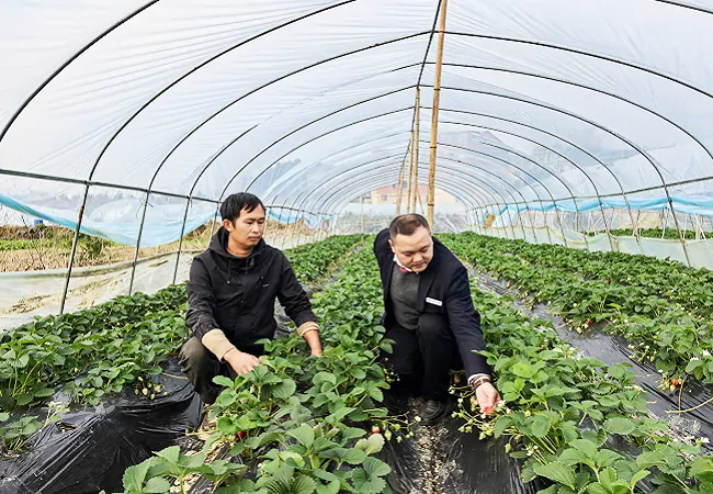 镇远农商银行：&ldquo;贷&rdquo;动甜蜜事业   助力&ldquo;莓&rdquo;好生活