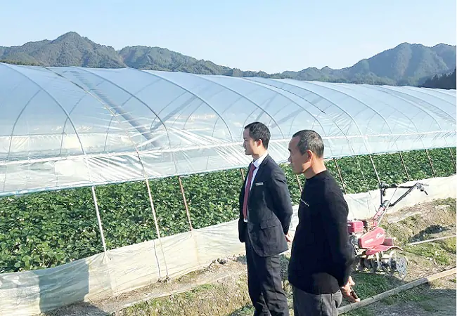 图为：锦屏农信联社回访草莓种植基地2.png