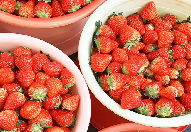 锦屏农信联社：银农携手八载路   草莓园结&ldquo;振兴果&rdquo;