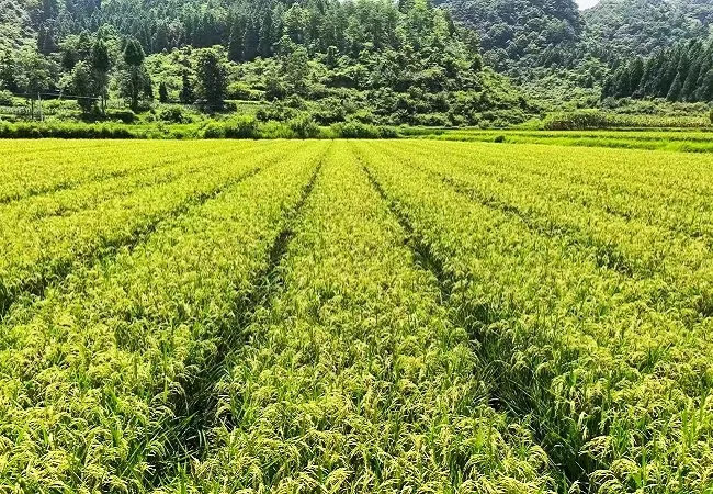 农行黔东南分行乡村振兴金融服务高质高效