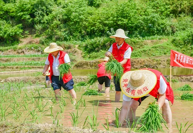 助农栽秧解民忧 田间地头践初心