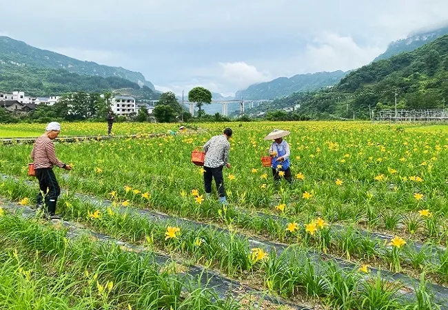 &ldquo;贷&rdquo;动种植产业化  黄花菜成&ldquo;致富花&rdquo;