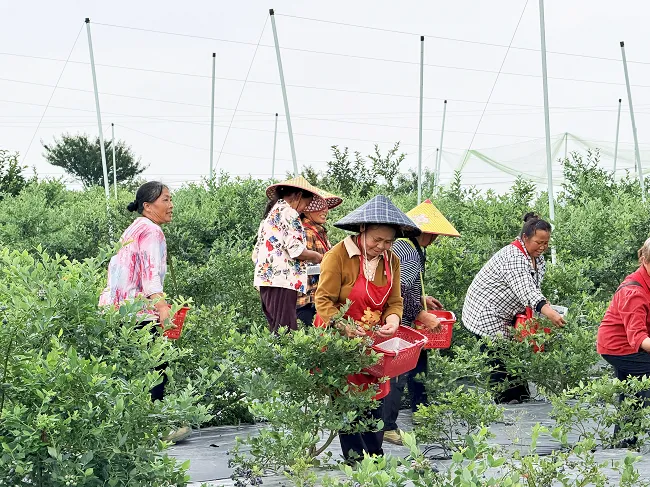 工行凯里分行：深耕特色农业金融 辖内首笔&ldquo;贵农担-助农贷&rdquo;成功落地