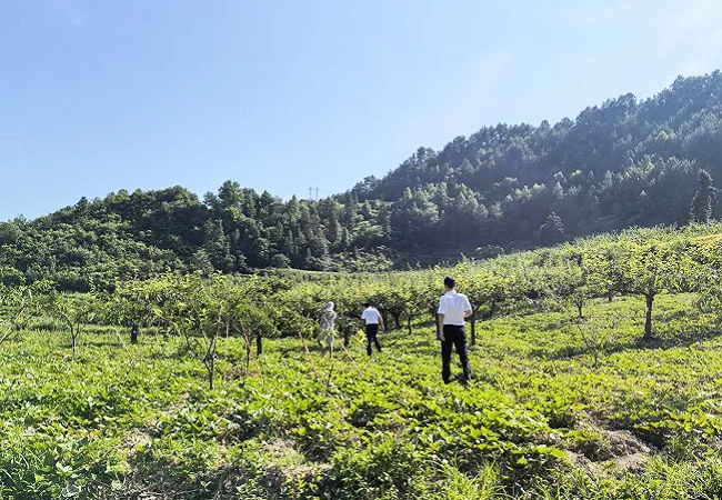 岑巩农信联社：精准金融赋能 助力蜂糖李产业提质增效