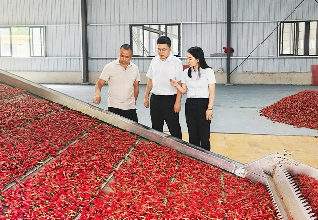 金融&ldquo;椒&rdquo;活水   精准滴灌辣丰收