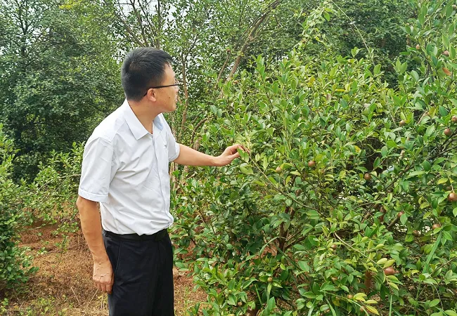 十年深耕一片&ldquo;油&rdquo;    绿满青山惠乡亲