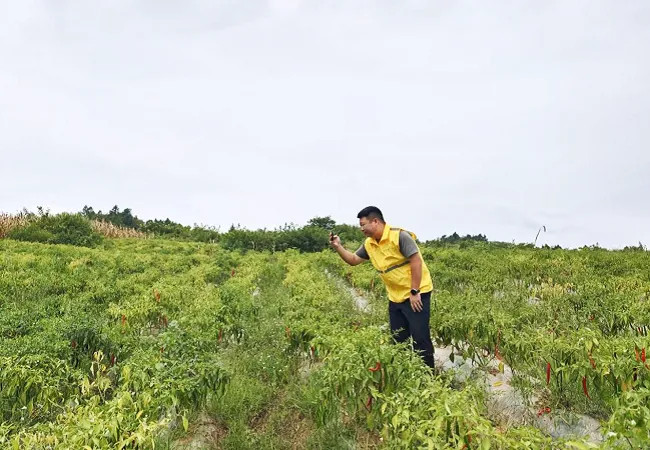 农险护航显担当  酸汤飘香产业旺