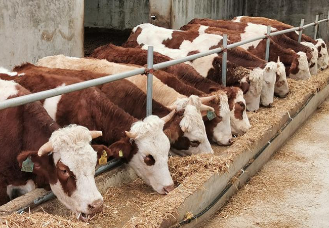 1772565779605566.png 图为:肉牛活体抵押实景图.png