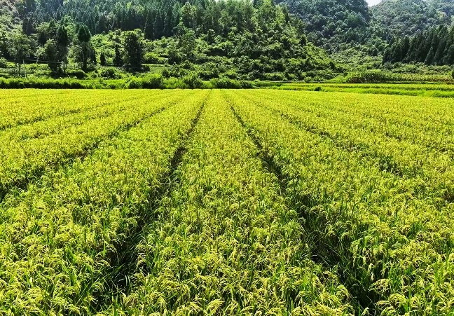 1774453839994148.jpg 图为:农行黔东南分行信贷支持的制种产业.jpg